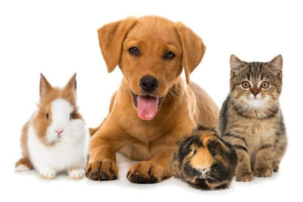 How to Care for Your Pets: The Best Tips for Cats and Dogs